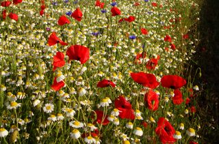 Nectar mix in field margin