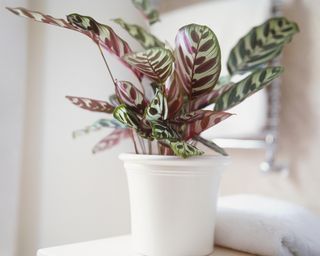 Calathea makoyana, Peacock plant growing in white ceramic pot.