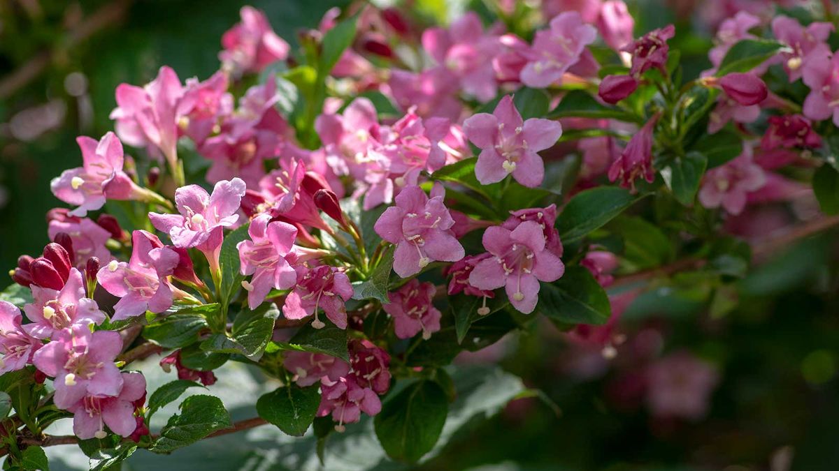 How to prune weigela top gardening tips