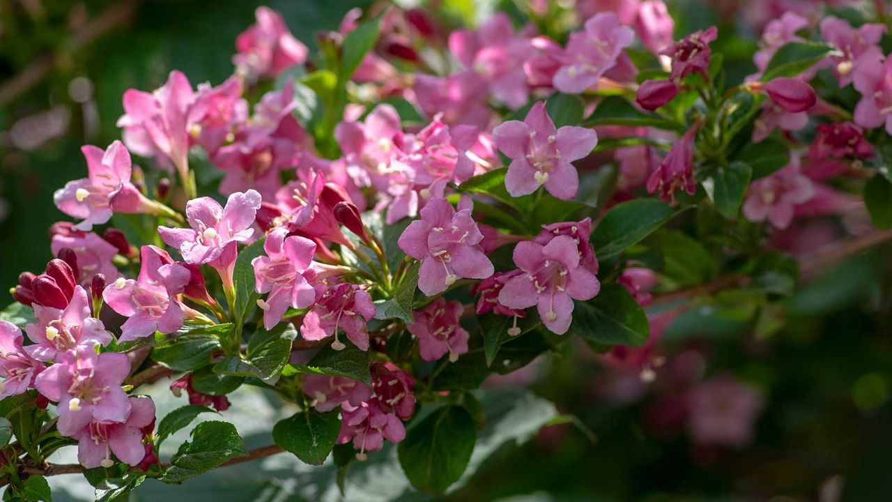 weigela flowers