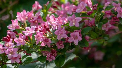 weigela flowers