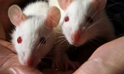 Are some lab rats too fat?
