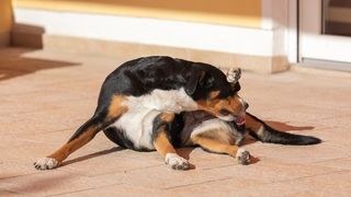 32 common dog behavior problems and solutions