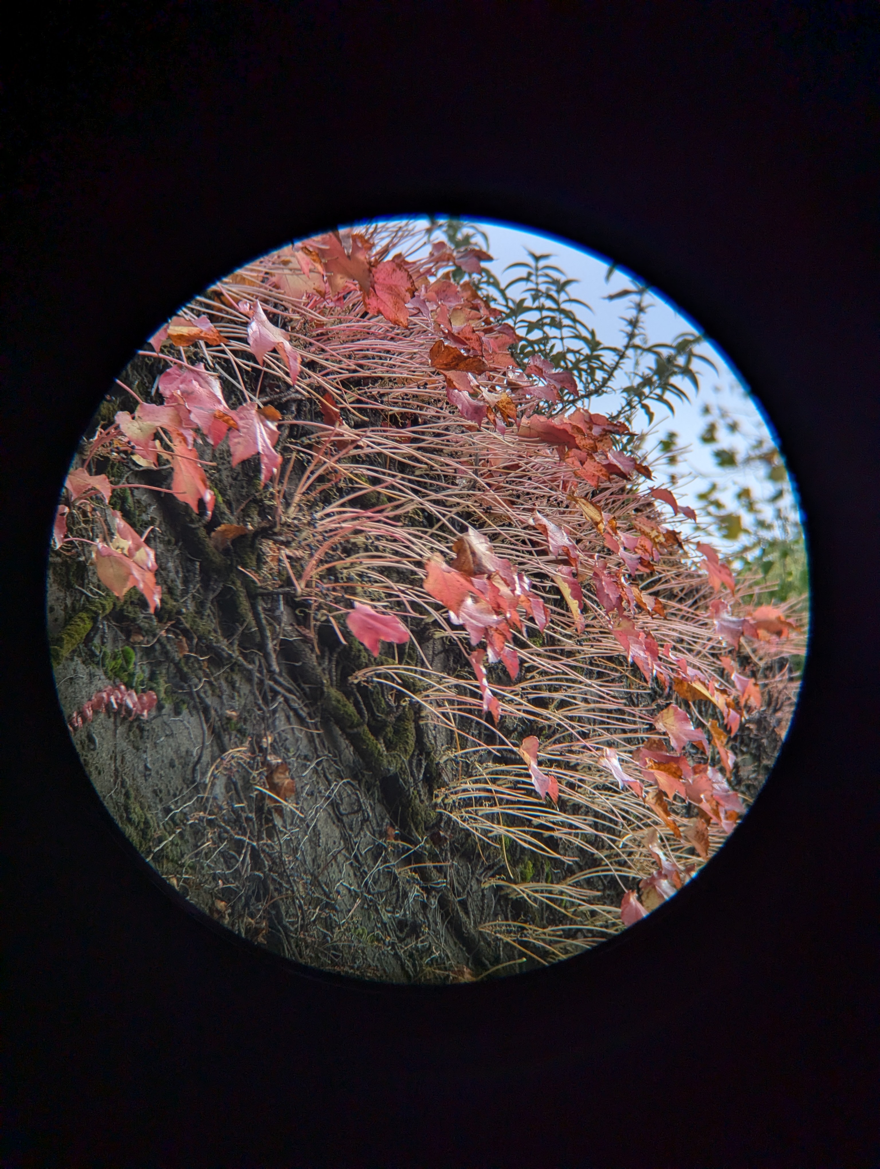 A photo of many red leaves taken with an Apexel TM6 TeleMacro lens