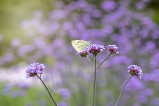 attract bees and butterflies