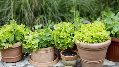 Lettuce and nasturtium growing in pots