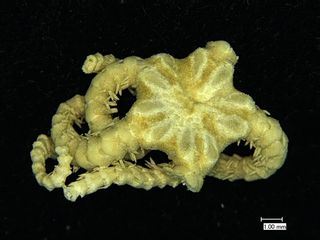 deep-sea brittle star