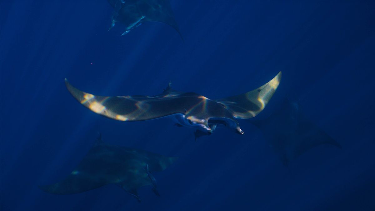 Eagle ray.
