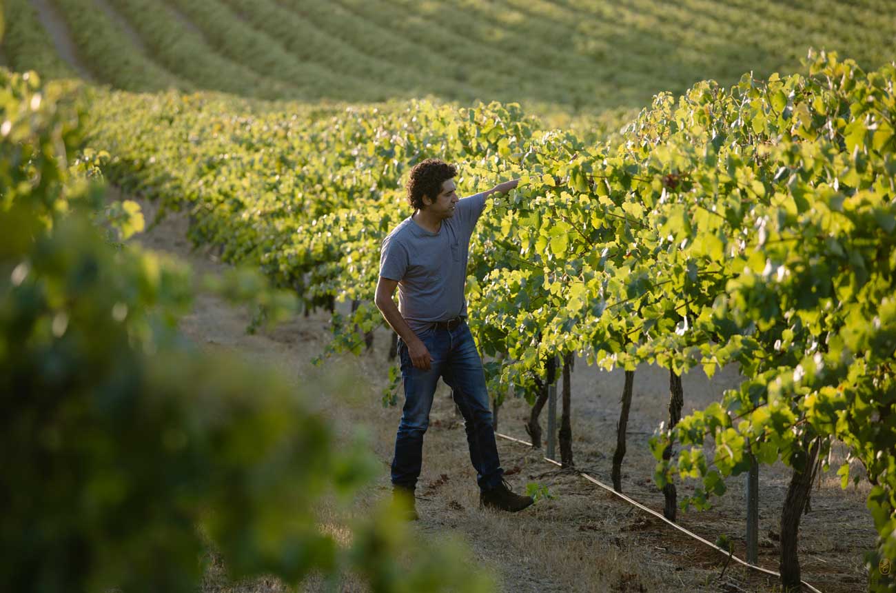Larry Cherubino in the vineyard