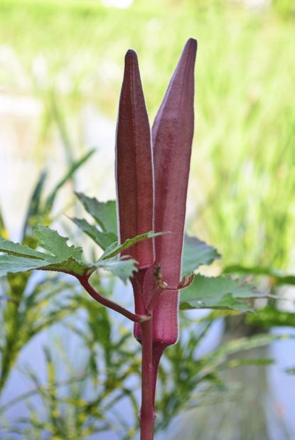 Red Burgundy Okra Plant