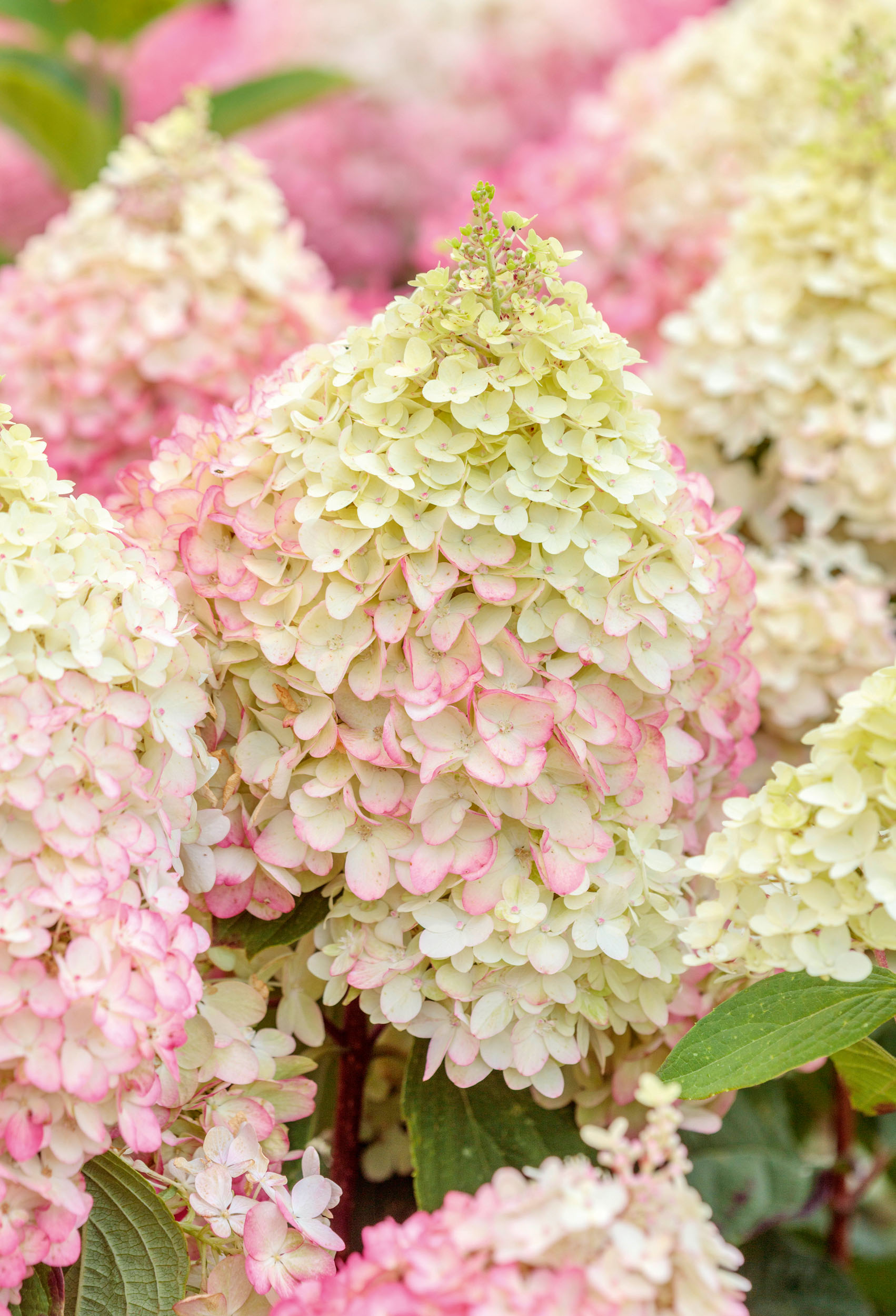 Hydrangeas at RHS Bridgewater