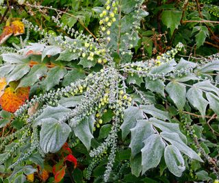 mahonia foliage covered in frost during cold snap