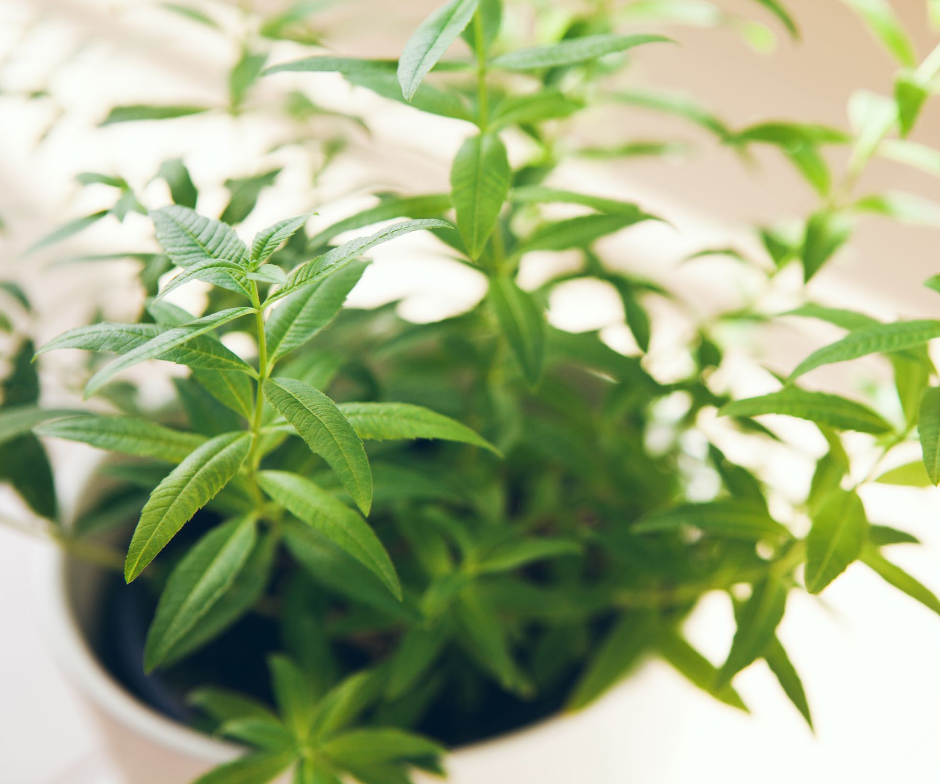 Lemon verbena closeup growing in a pot on a counter