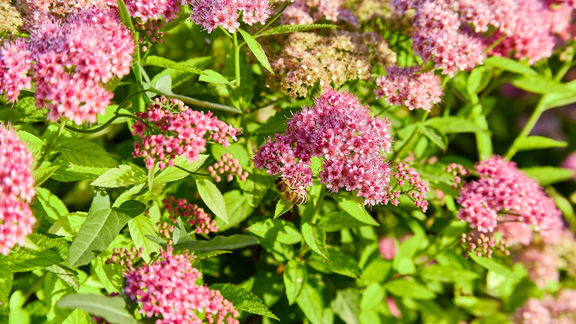 pink spiraea flowers on shrub