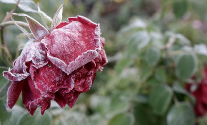 Frozen flower