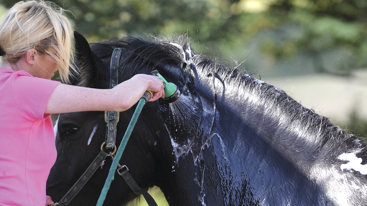 Hosepipe bans: what are the rules for horseowners?