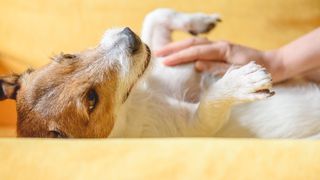 Dog lying on its back