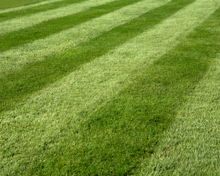 perfect lawn stripes