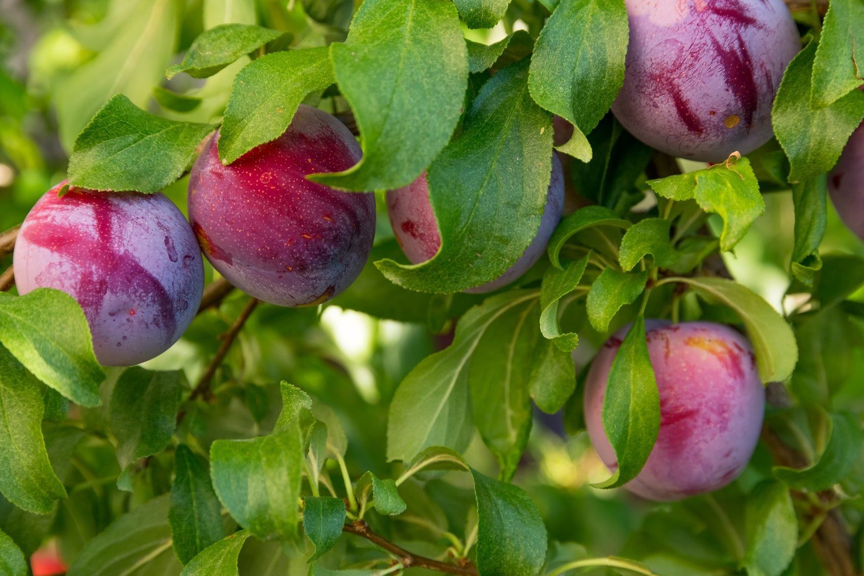 Fertilizer Requirements For Plums - How To Fertilize A Plum Tree ...