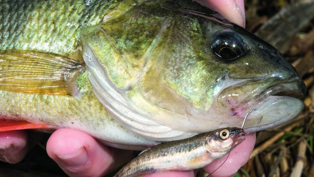 Perch fishing tips for winter on rivers | Advnture