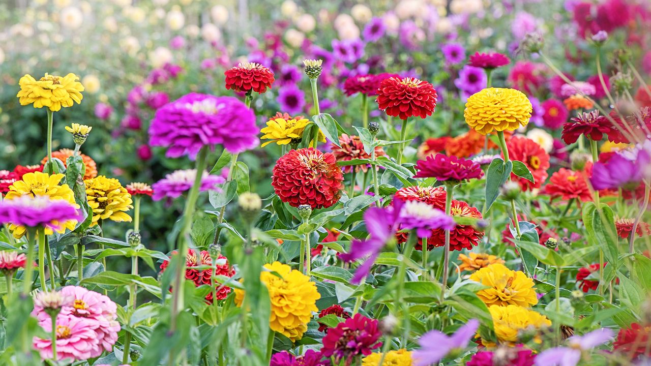 Colorful zinnias in garden