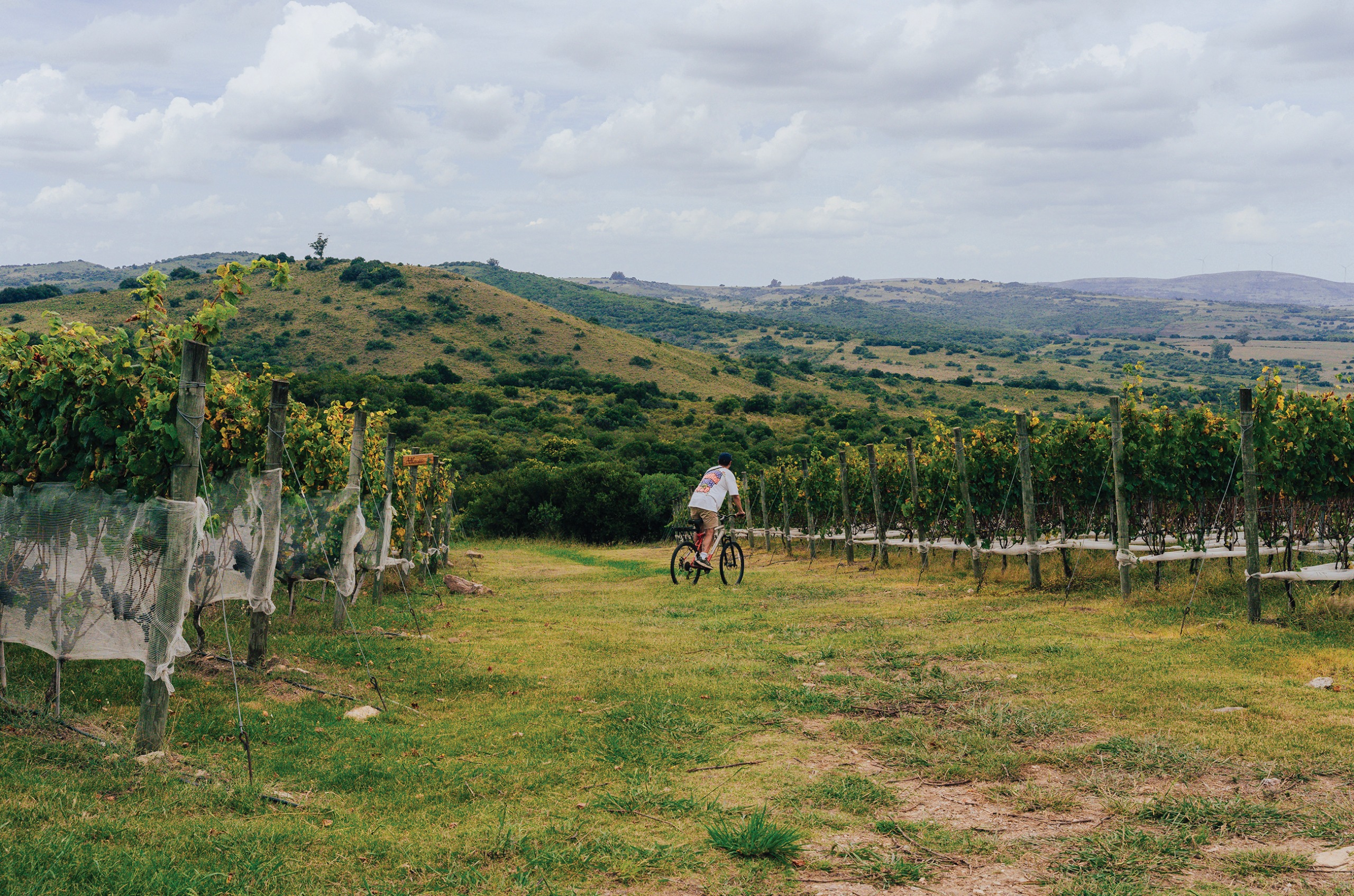 Man on a bike from behind, between vines