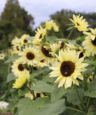 sunflowers growing in a garden