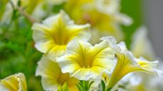 close up of lemon yellow calibroachoa flower heads