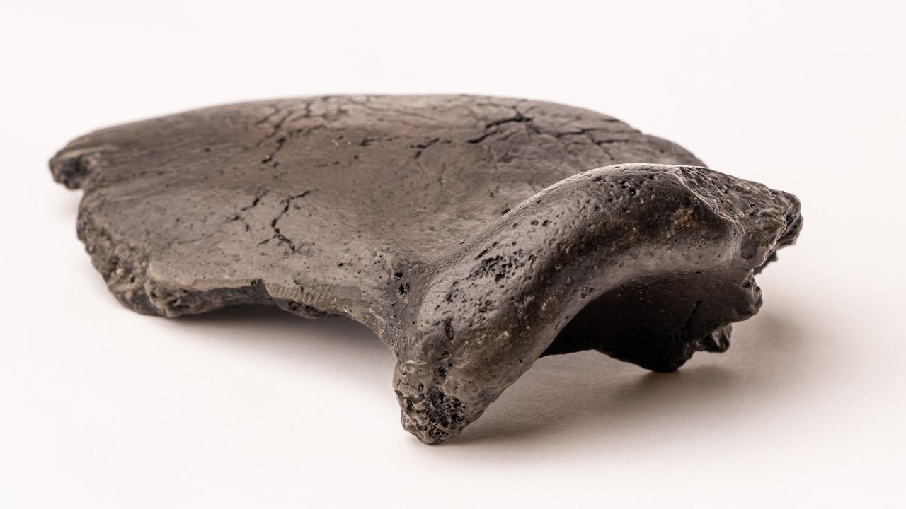 The Neanderthal skull specimen found in sediment from the North Sea.