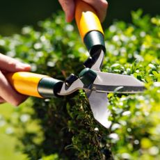 Cropped shot of man cutting hedges with pruning shears