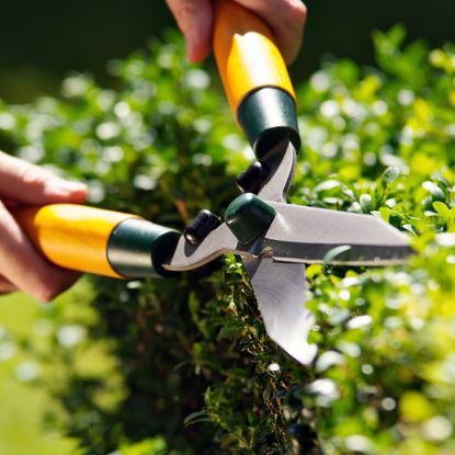 Cropped shot of man cutting hedges with pruning shears