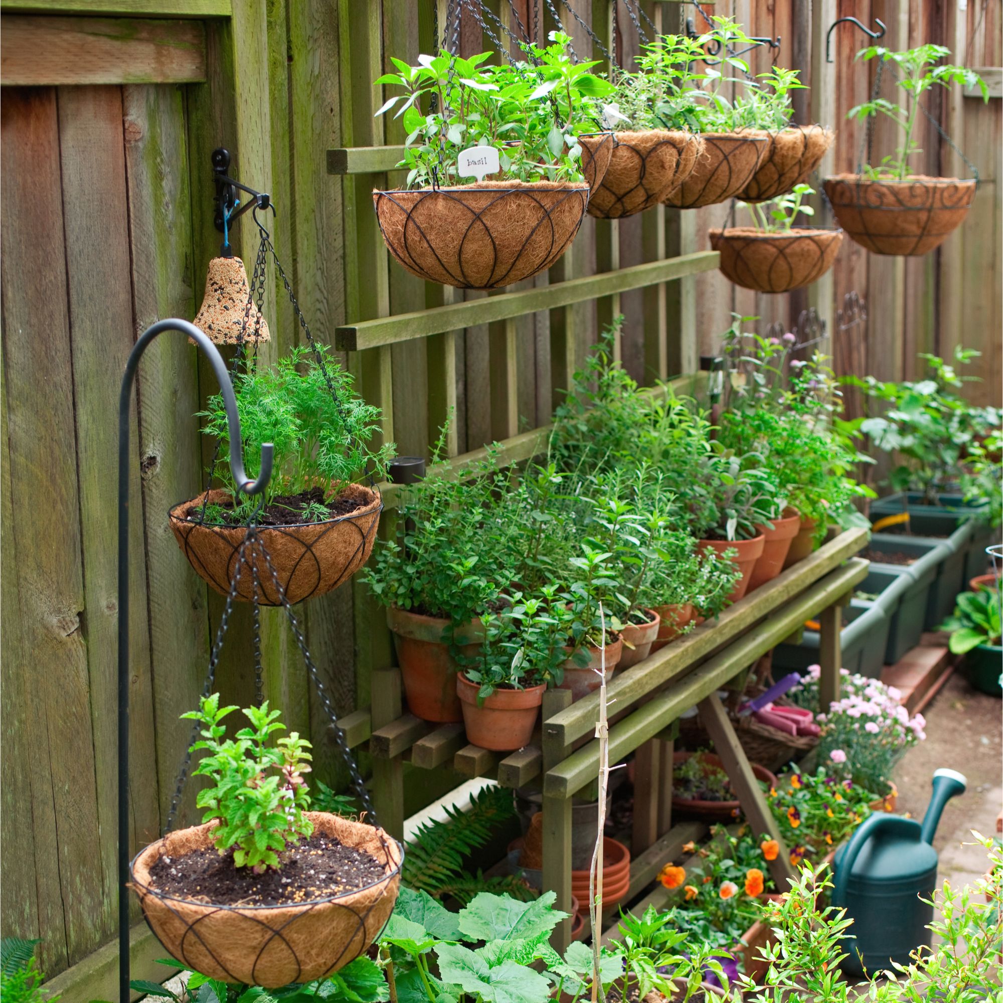 Basil and other herbs growing in hanging baskets above potted plants in herb garden