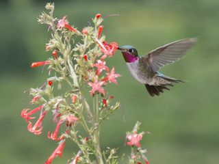 Hummingbird at flower