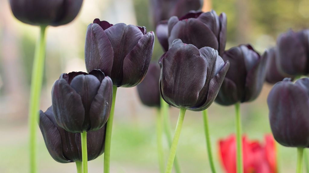 Black tulips