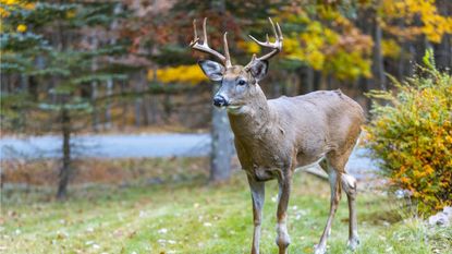 Deer with fall trees in the background