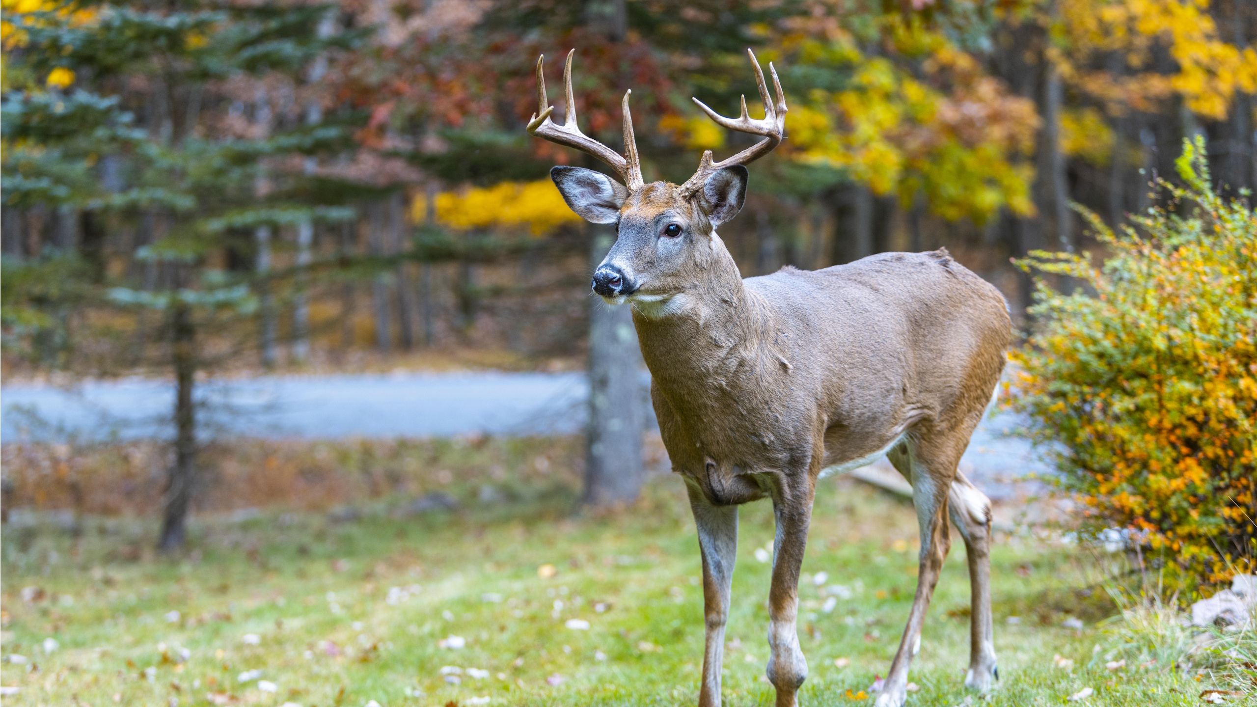 Deer with fall trees in the background