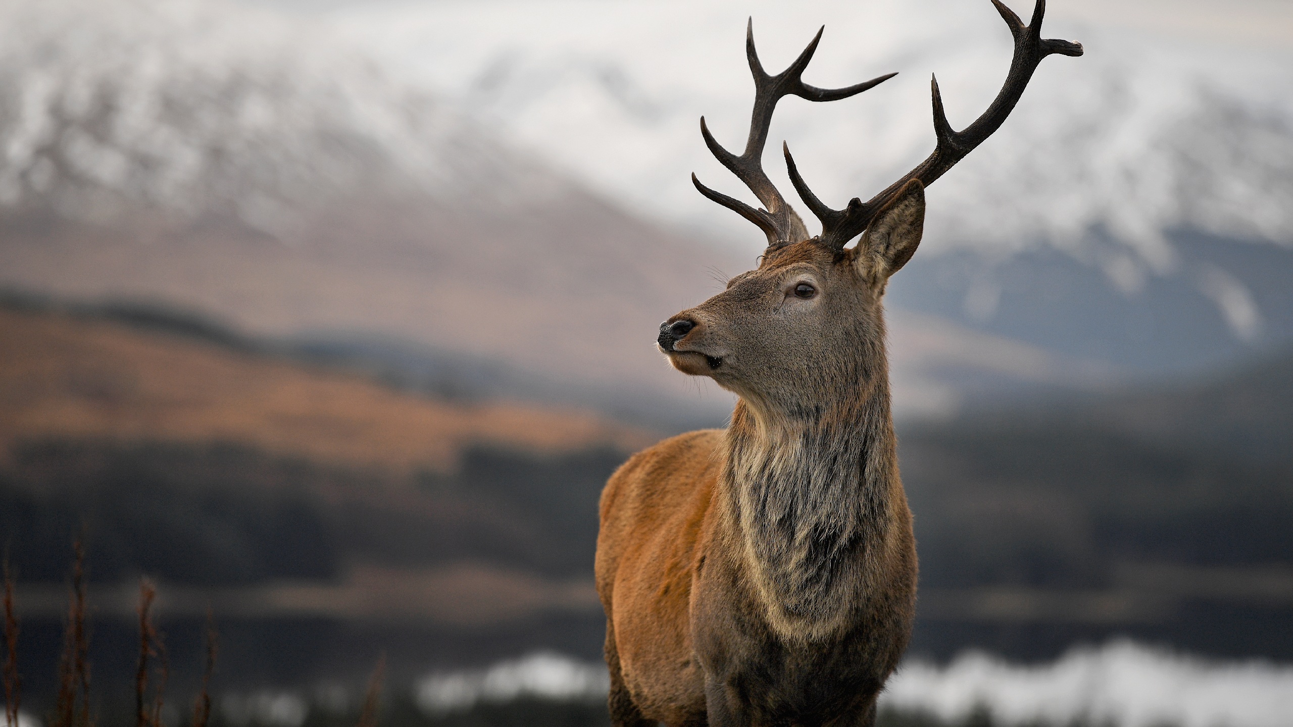 A red dear stag waits to be fed by tourists visiting a car park near Glen Coe on December 1, 2017 in Glen Coe,Scotland. On the first day of the meteorological calendar, the UK was experiencing slightly warmer temperatures today with weather forecasters indicating that the recent cold spell is almost over. Yesterday&#039;s snow across eastern parts of England is expected to melt away over the course Friday as temperatures start to rise. 