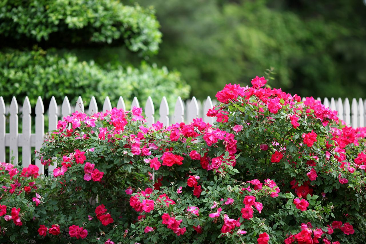 garden with rose shrub and white picket