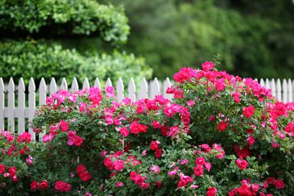 garden with rose shrub and white picket