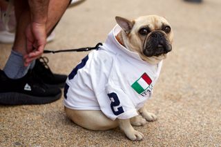 A dog in an Italy shirt outside of Wembley stadium