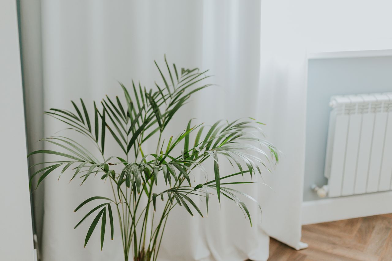 a plant next to a radiator