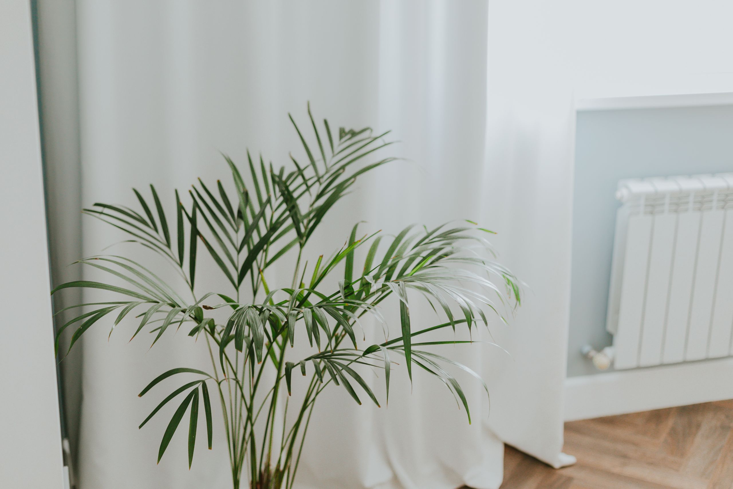 View of How to Protect Houseplants From Central Heating | Livingetc