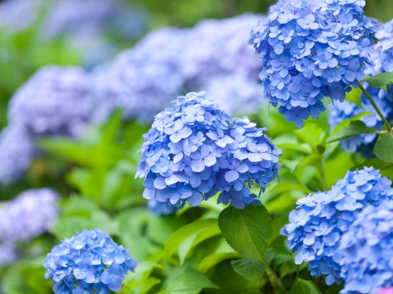 Blue flowers on a hydrangea bush