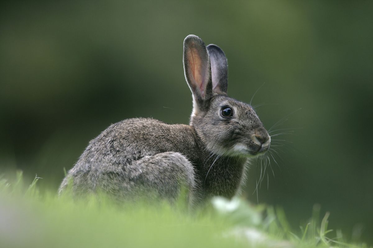 Rabbits: Habits, diet & other facts | Live Science