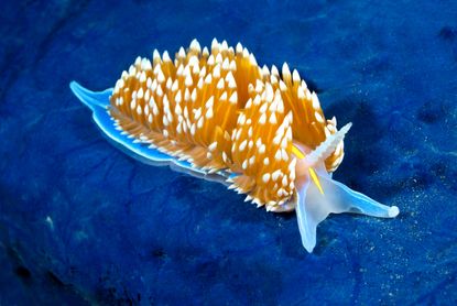 Sea slug.