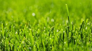 close up image of green healthy grass