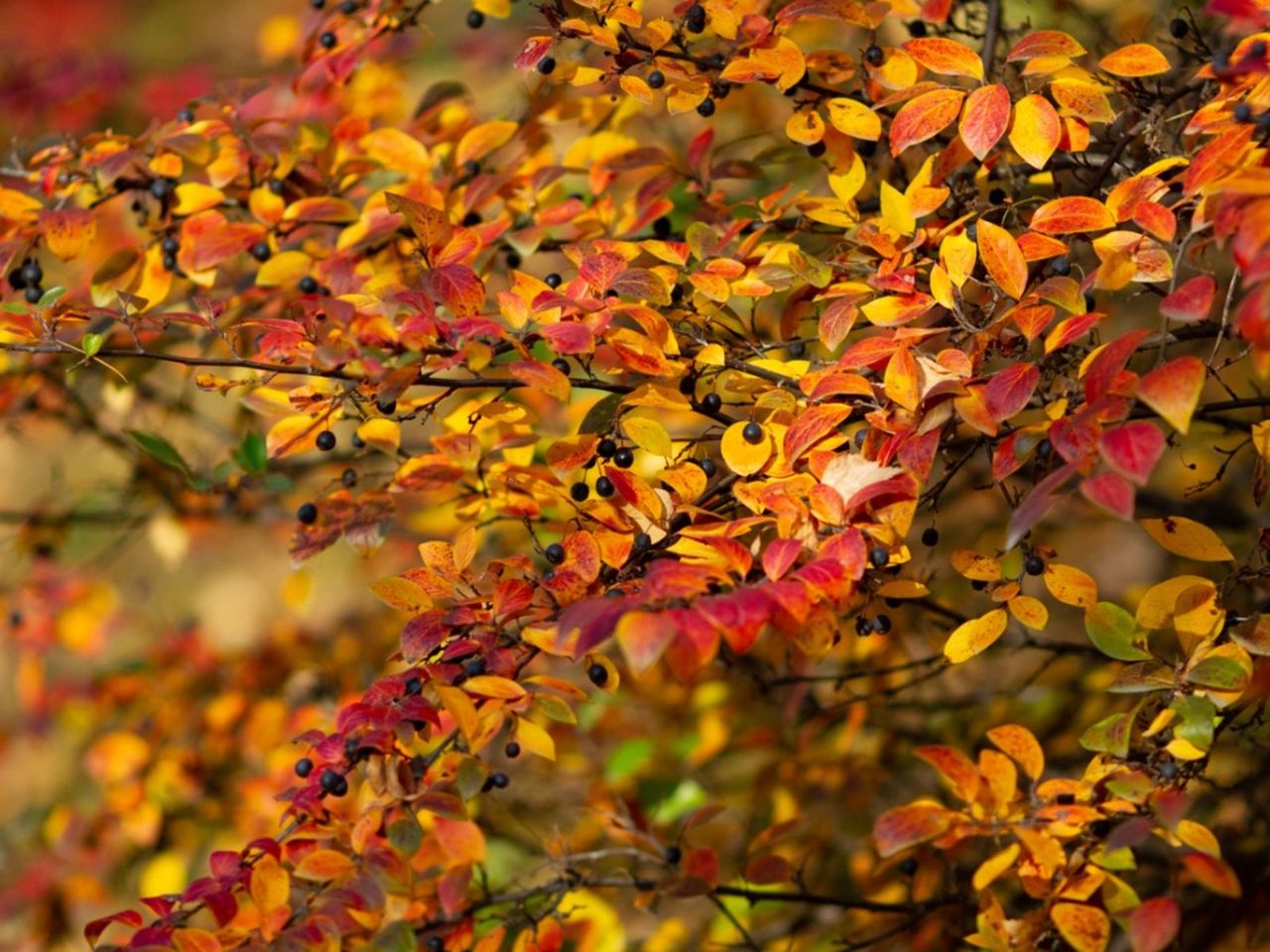 Fall Colored Hedge Cotoneaster Plants