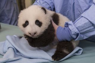 giant panda cub, cute baby animals, San Diego Zoo