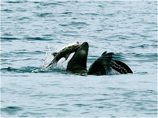 A sea lion thrashes a leopard shark by Catalina Island, located off the coast of Los Angeles. Notice how the sea lion has a firm grip just below the shark's gills.