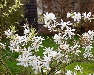 white magnolia stellata flowers in garden
